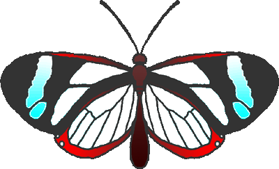 butterfly