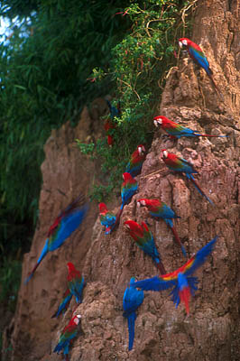 parrots eating clay on the cliff