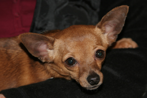 Little kielo before treatment.